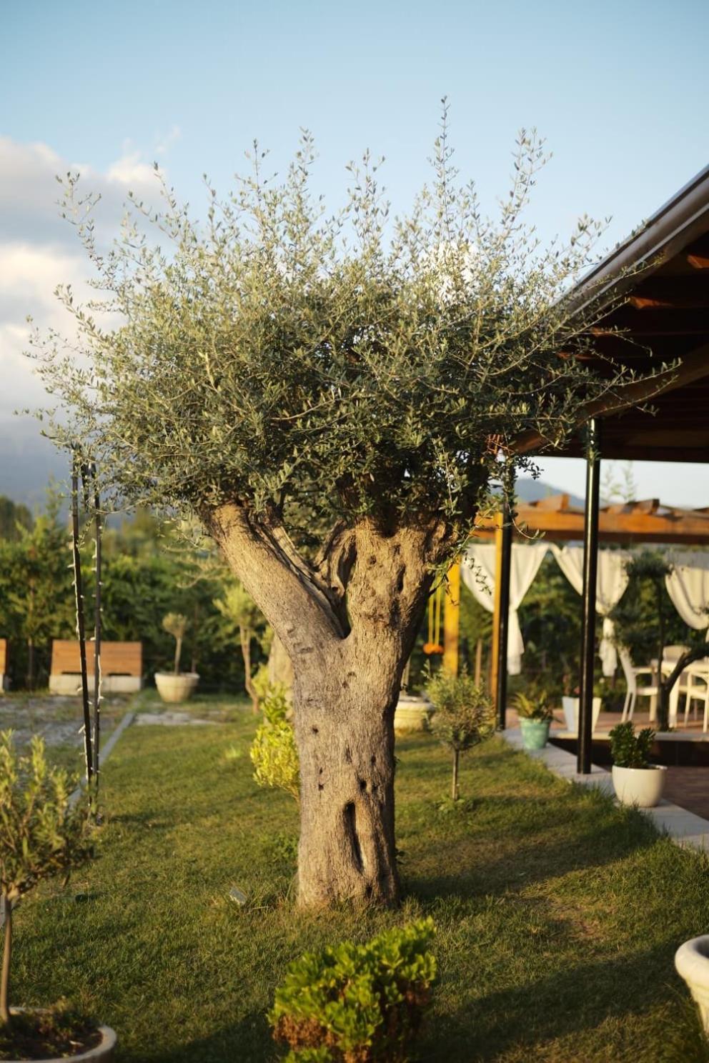 Hotel Natyra E Ishullit, Lezhe ,Ishull Shengjin, Lezhe, Alessio, Shengjin Exterior foto